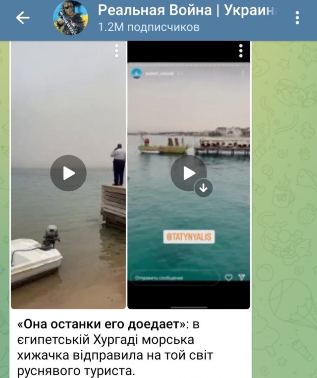 Акула насмерть загрызла мужчину в Хургаде. Всё произошло недалеко от пляжа отеля Dream Beach