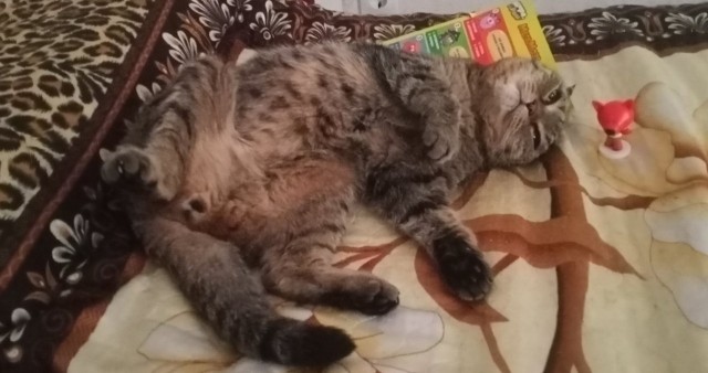Дюжина фото, подтверждающих, что коты из потустороннего мира