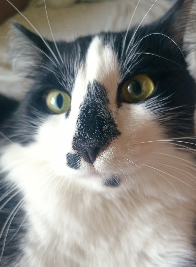 Котовторник! 16+ Коллеги-рабы, отмечаемся, у кого хозяину много лет!