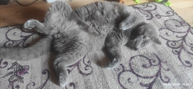 Походу мой кот бухает втихаря