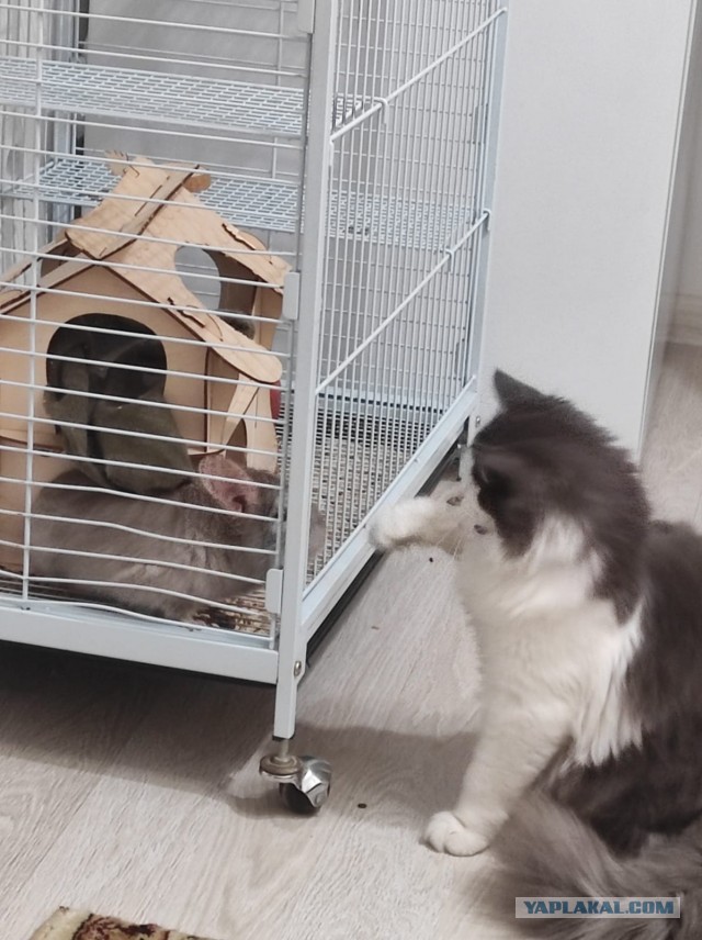 Всем кота за мой счёт. Я настаиваю