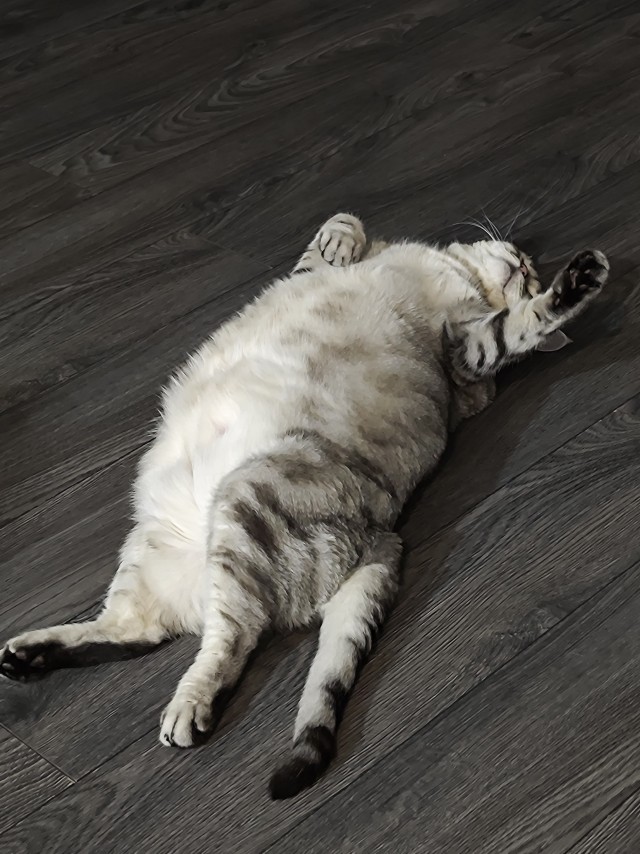 Толстые коты