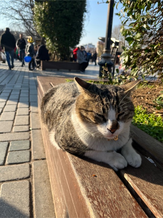 Еще один Стамбульски кот