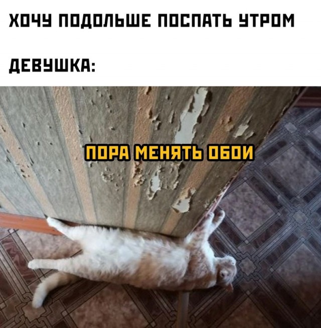 Весёлый полтишок 10.06.24