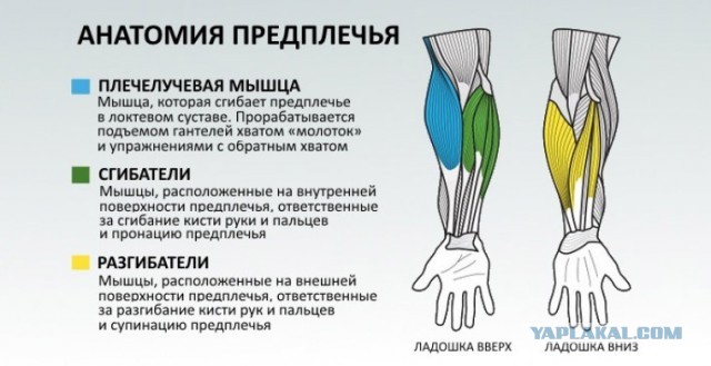 Накладные плечи: в Москве мужчины стали массово увеличивать мышцы в клиниках красоты
