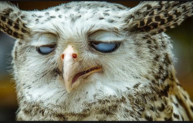 Онажнетакая? Моя жена оказалась такая