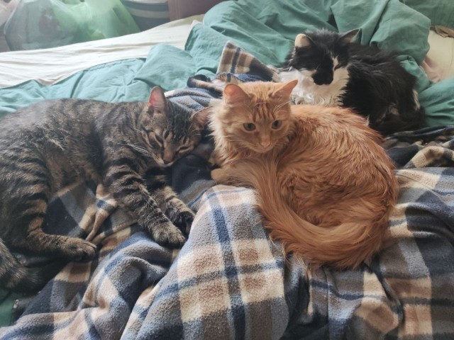 Спящий кот