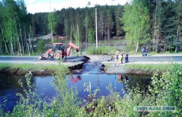 Разбор бобровых плотин на видео