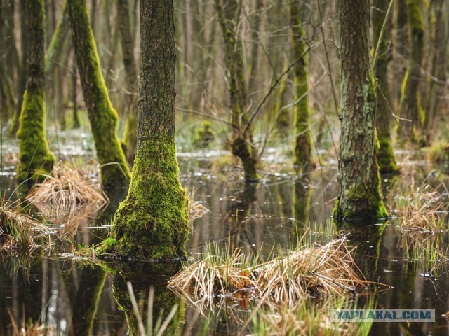 Сотрудник ОМОНа, пропавший после ДТП, найден мертвым