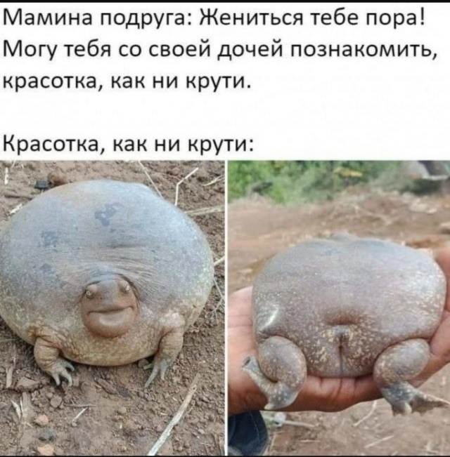 Смешные картинки с надписями и планы на лето 2025