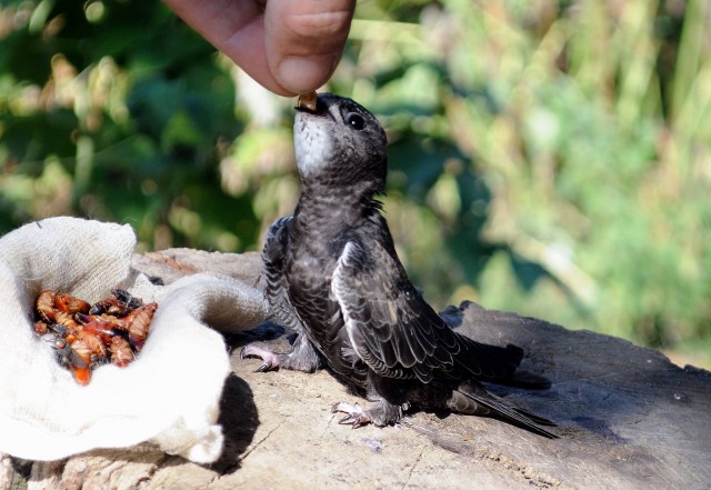 В Атырау экскаваторщик приостановил работы  ради спасения птенцов, но ...