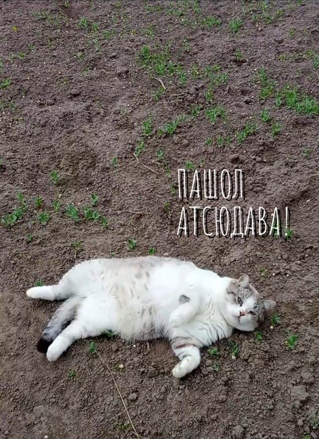 Просто кот