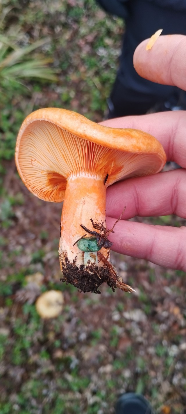 Грибное