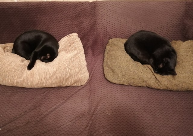 Котовторник.Наши модели