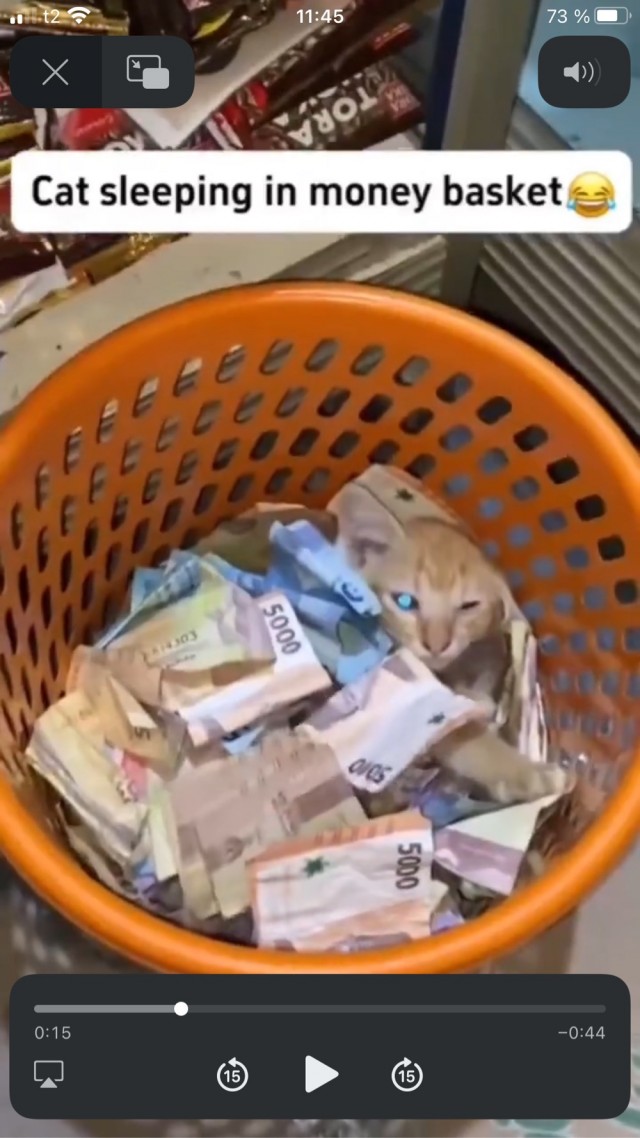 Коты могут спать буквально где угодно