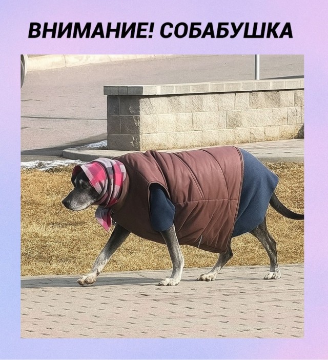 Веселые картинки в ненастоящую пятницу (31.10)