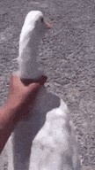 Добрые воспоминания про гусей