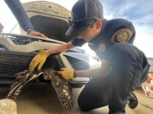 Спасатели освободили филина, застрявшего в решётке радиатора автомобиля