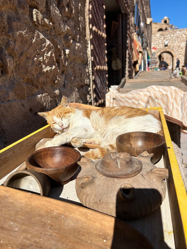 Уличные кошки Марокко