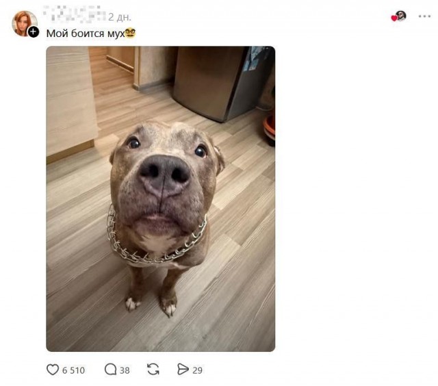 Истинные потомки волков!
