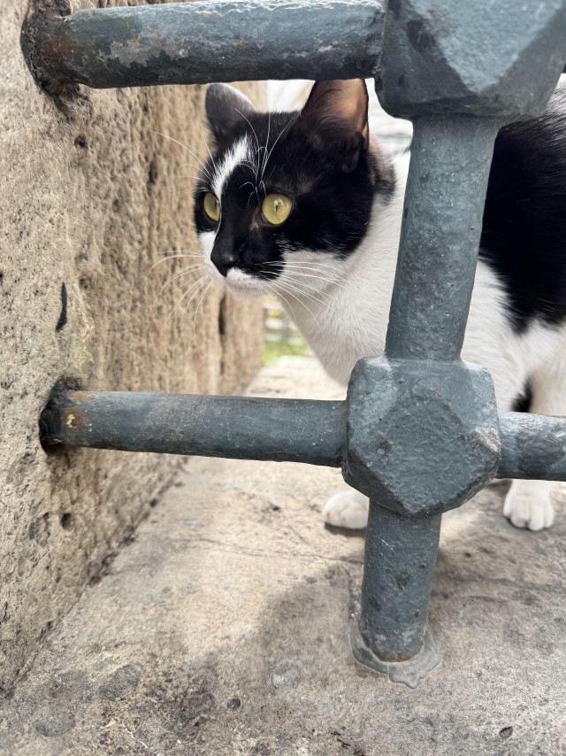 Уличные кошки Стамбула