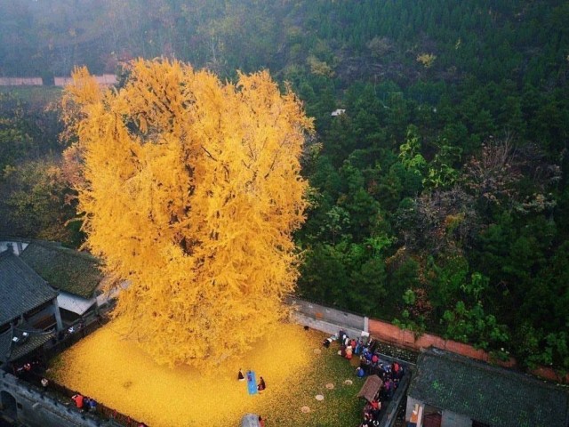 Осеннее
