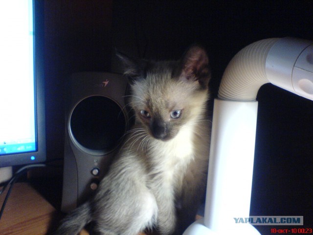 Коты и время