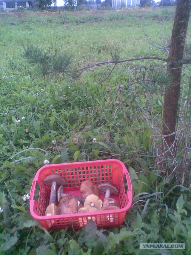 Мои грибочки...