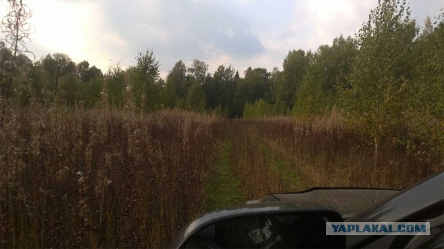 Грибопост или геноцид грибов в ярославской области