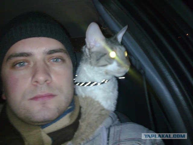Котовторник 28.10.2014