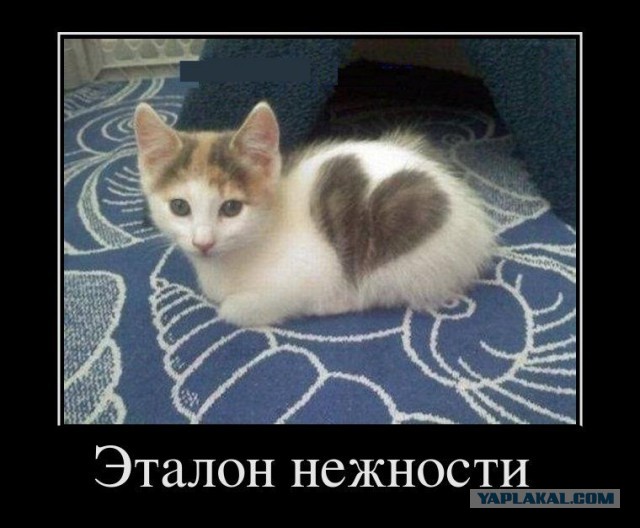 20 самых известных котов в интернете.