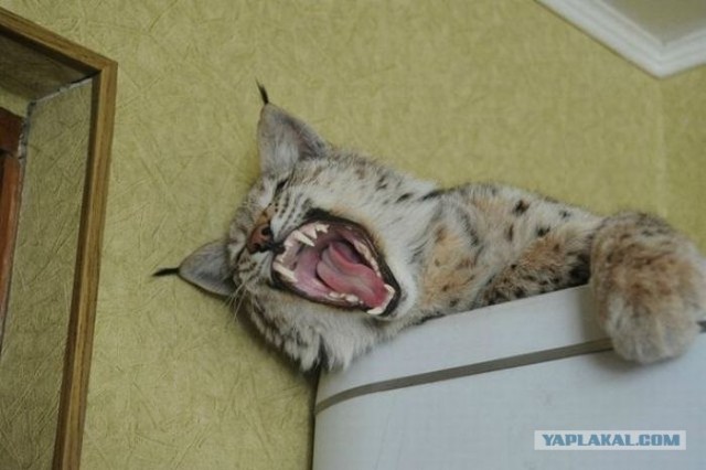 Даже кошки не могут это терпеть