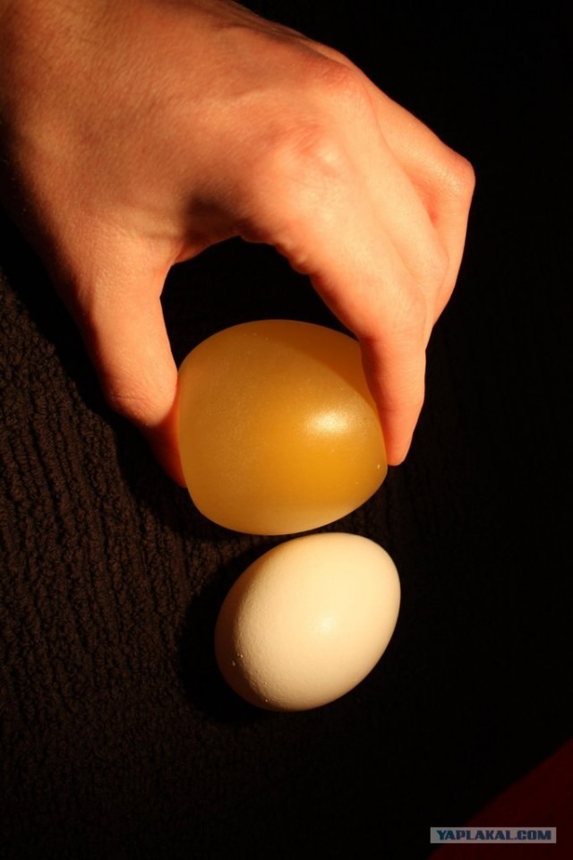Яйцо в уксусе
