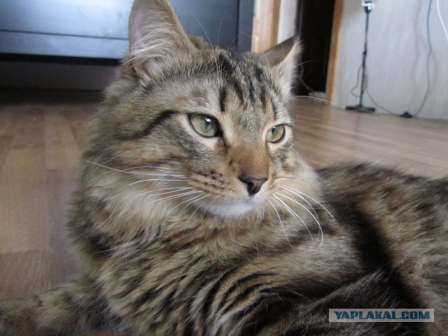 Котовторник 14.07.2015