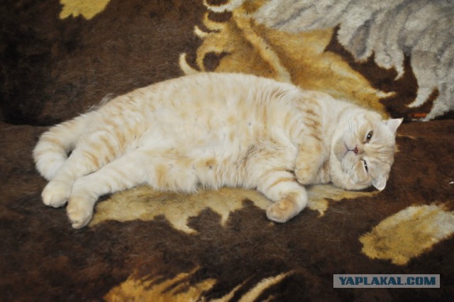 Котовторник наступил!:)