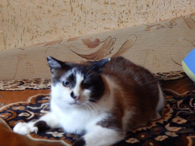 Про котов