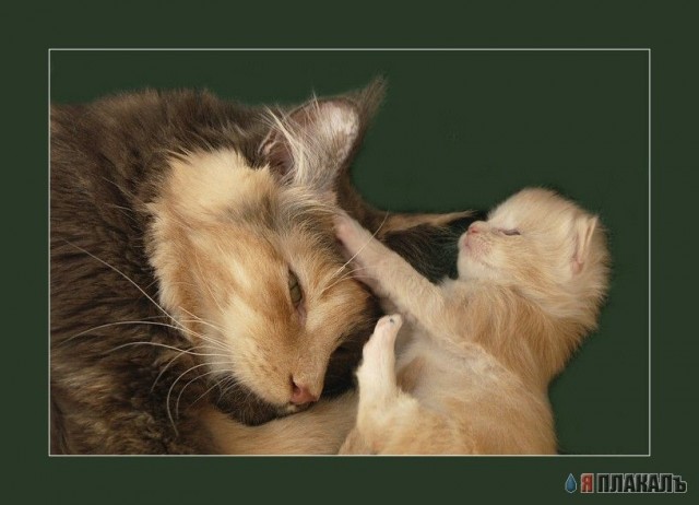 Коты, кошки, котята