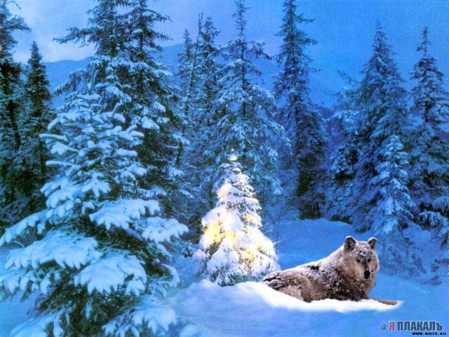 НОВЫЙ ГОД. Прикольный новый год!
