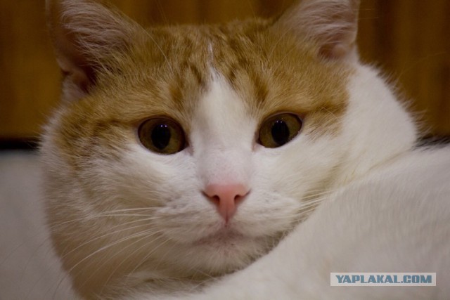 Котовторник 22.03.2016
