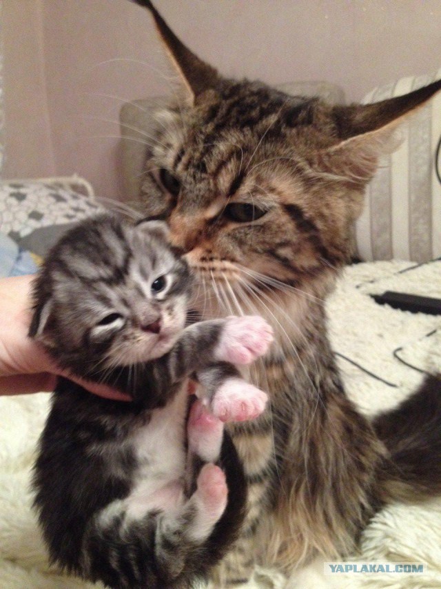 Небольшой фото-отчет ко втонику: мейн-кун Шелдон Купер