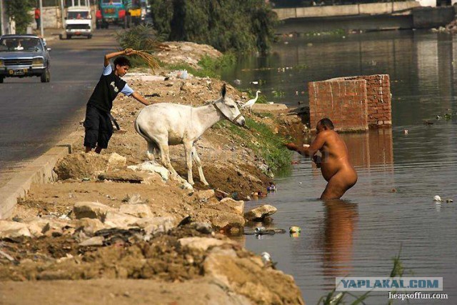 В чем купаются арабки