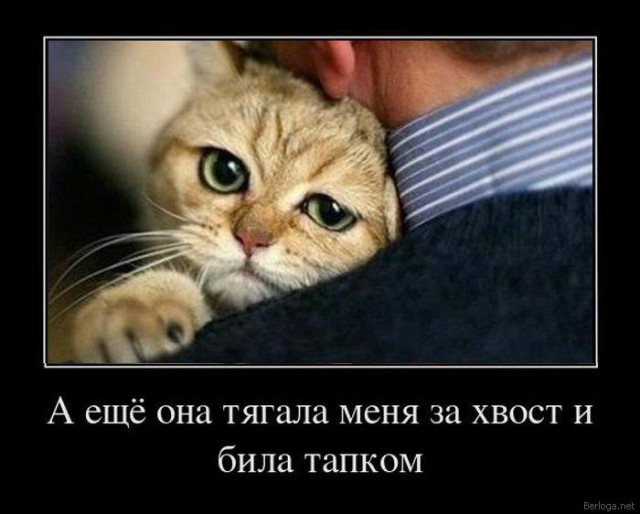 Демы к котовторнику!