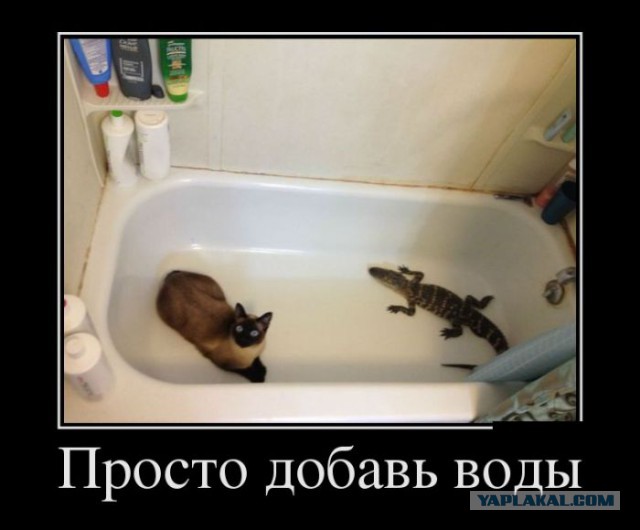 Смешные комментарии из социальных сетей 12.08.2016