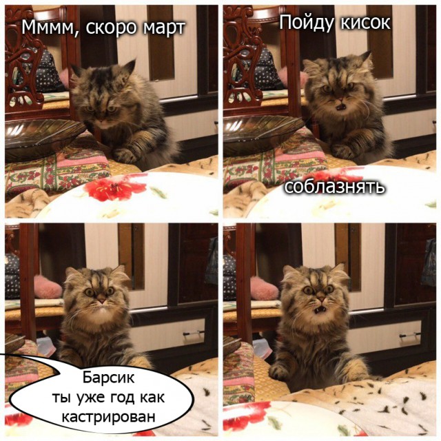 Смешные картинки с надписями 2