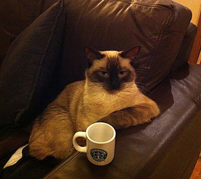 Коты и Кошки