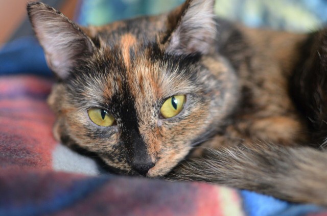 Коты и Кошки