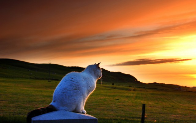 Коты и Кошки