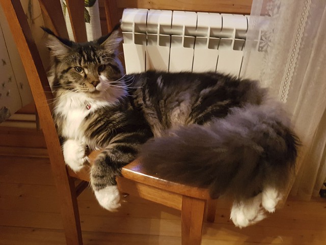 "Котовторник 26.09.2017"