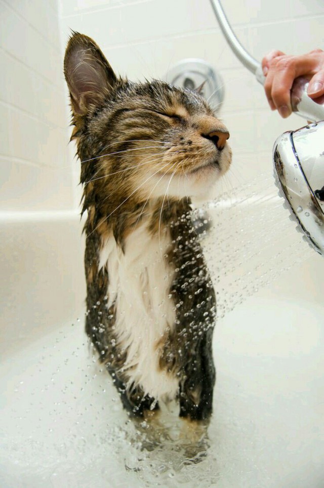 Коты и Кошки