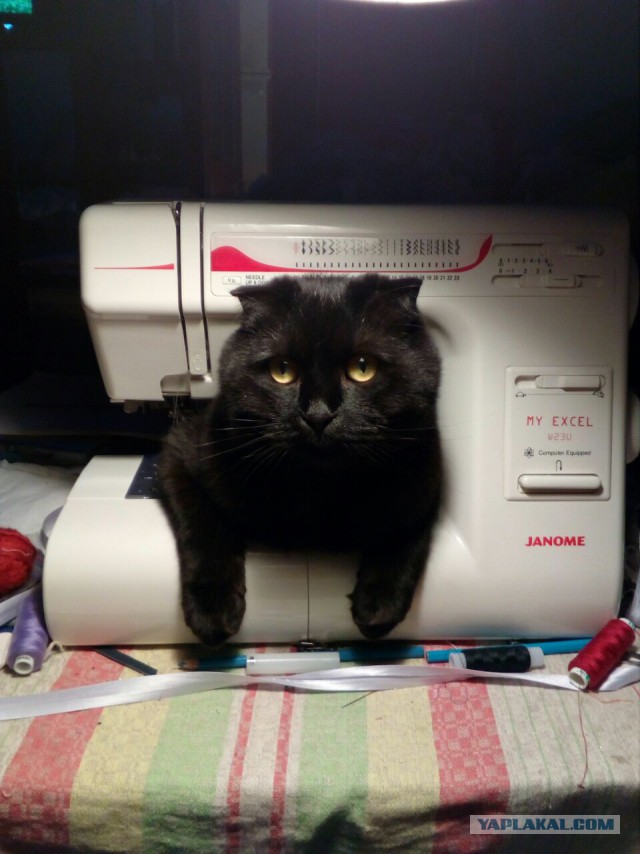 Котовторник!